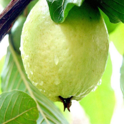 EdensField Guava Plant(Hybrid, Pack of 1)