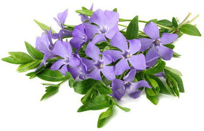 ASPAS Sadabahar/Periwinkle Plant(Hybrid, Pack of 1)