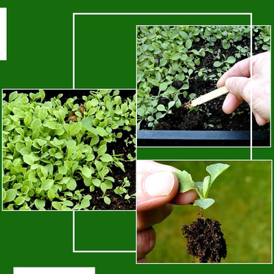 Decon Bengan Seed(700 per packet)