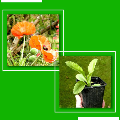 Decon Bengan Seed(150 per packet)