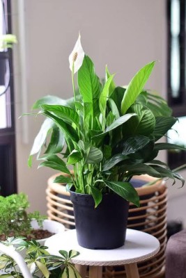 Click to buy Peace Lily Plant(Hybrid, Pack of 1)