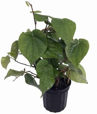 STAMEN Black Pepper Plant(Pack of 1)