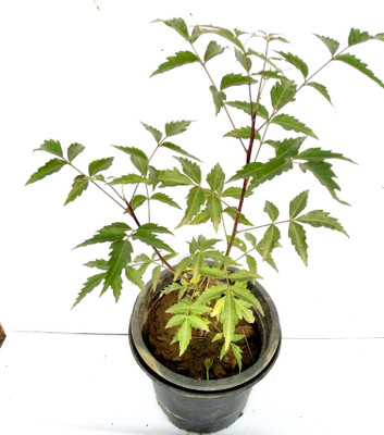 SM GREENERY ZONE Neem Plant(Hybrid, Pack of 1)