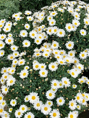 Paudha Daisy White Flower Seed(20 per packet)