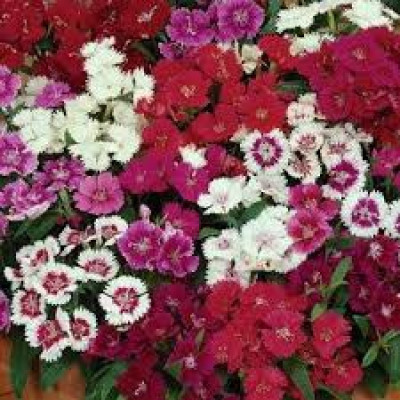 Paudha Diantnus Flower Seed(46 per packet)