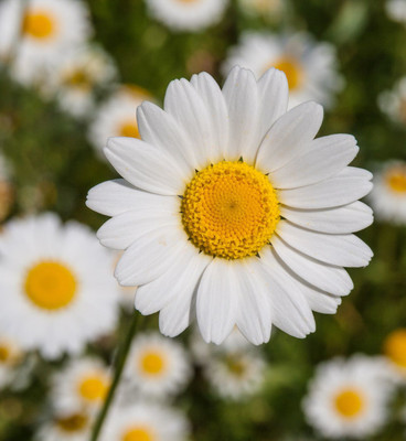 Paudha Daisy White Flower Seed(11 per packet)