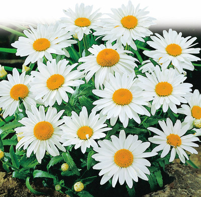 XOLDA Daisy White Flower Seed(20 per packet)