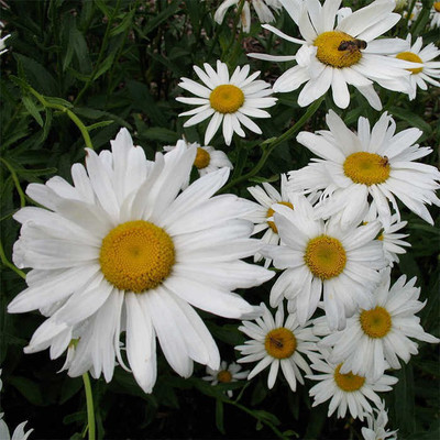 Paudha Daisy White Flower Seed(54 per packet)