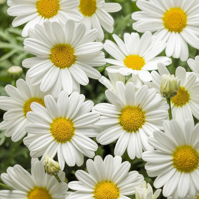 Paudha Daisy White Flower Seed(41 per packet)