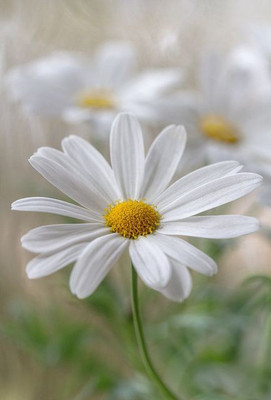 Paudha Daisy White Seed(54 per packet)