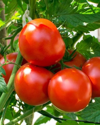 VRAKSHA Tomato (Desi) टमाटर Seed(2000 per packet)