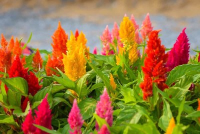 Jevik Celosia Flower Seed(15 per packet)