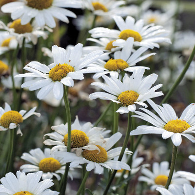Paudha Daisy White Flower Seed(54 per packet)