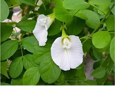 GreenyOn Aparajita/ Butterfly Pea Plant(Hybrid, Pack of 1)