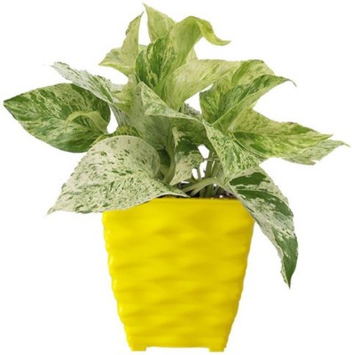 Greenium Money Plant(Pack of 1)