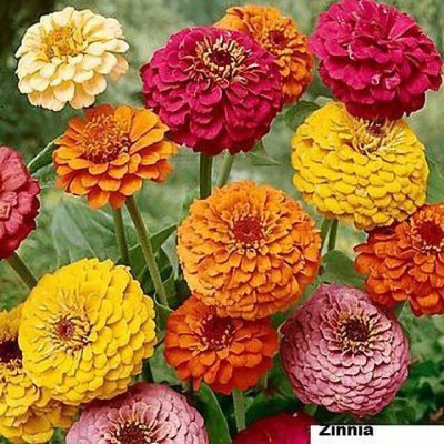 Audbhidhi Zinnia Flower Seeds F1 Hybrid For Home Gardening Mixed Seed(1 per packet)