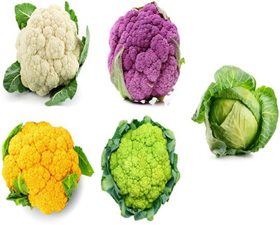 Sjeme Cauliflower & Green Cabbage Gobi Seed Combo of 5 Seed(25 per packet)