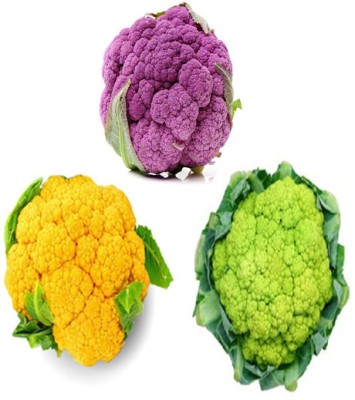 V Seed Cauliflower Seed Combo of 3 Cauliflower Seed(40 per packet)