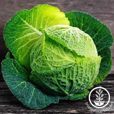 CYBEXIS Savoy Perfection Cabbage2000 Seeds Seed(2000 per packet)