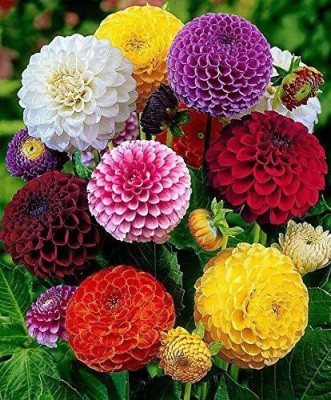 Lorvox Dahlia Ball Pompon Mix Annual Flowers for Planting Seed(120 per packet)