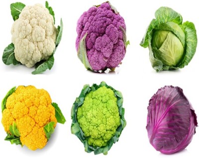 Sjeme Cauliflower & Cabbage Gobi Seed Combo of 6 Seed(50 per packet)