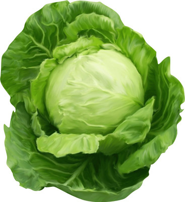 LYRS Summer Queen Cabbage Seed Seed(80 per packet)