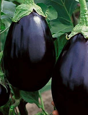XOVO Organic Brinjal Round Seed(15 per packet)