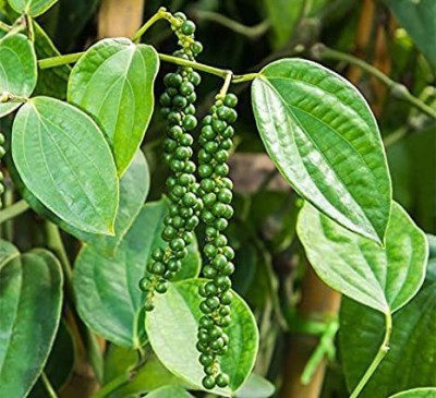 KUMUBON Black Pepper Plant(Hybrid, Pack of 1)