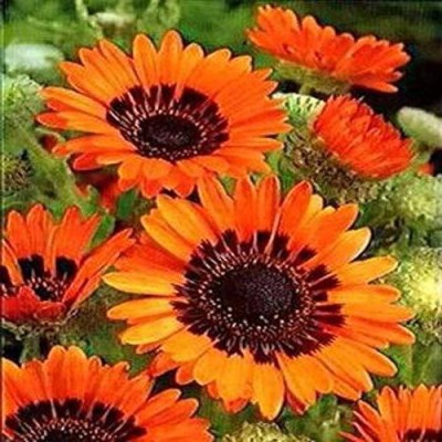 Audbhidhi Venidium ‘Mix’ Hybrid Flower Seeds for Winter Season Seed(50 per packet)
