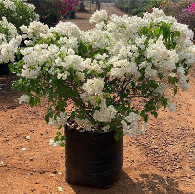 AquinnahGaden Bougainvillea Plant(Hybrid, Pack of 1)