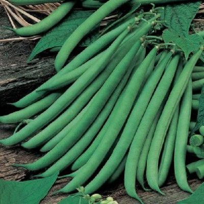 Sjeme Hybrid Fababean (Bakla) Seed Seed(100 per packet)