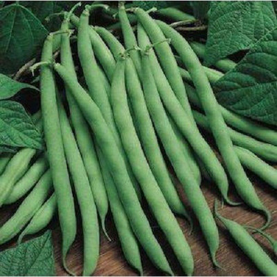 Sjeme Faba Organic Broadbean Seed Seed(70 per packet)