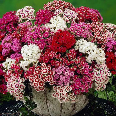 Audbhidhi Sweet William Mix F1 Hybrid Flower Seeds for Winter Season Combo Flower Seed(5 per packet)