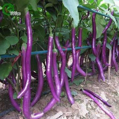 CYBEXIS LX-81 - Brinjal Chinese Long F1 Hybrid - (1350 Seeds) Seed(1350 per packet)