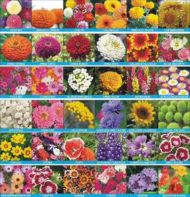 PRADHAM SEEDS 36 TYPES OF FLOWER SEEDS Seed(36 per packet)