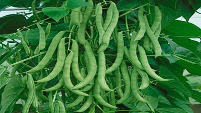 Sjeme Open Pollinated Fababean Seed Seed(35 per packet)