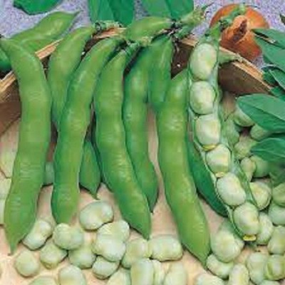 Sjeme Broadbean (Bakla) F1 Hybrid Seed Seed(200 per packet)