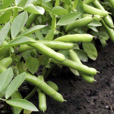 Sjeme Fababean Broadbean Bakla Seed Seed(170 per packet)