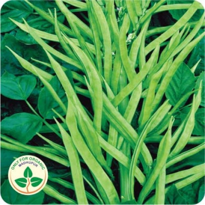PLANTZON ClusterBeans/Guar Seed(35 per packet)