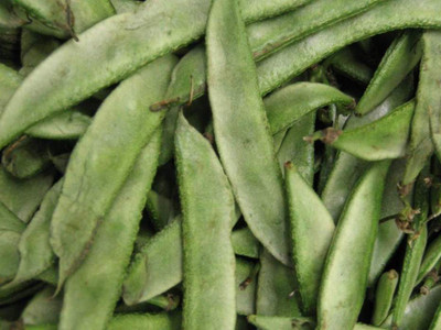 PLANTZON Dolichos/Broad Beans Seed(35 per packet)