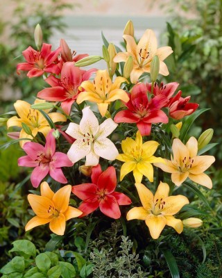 Audbhidhi Asiatic Lily/Llilium Flower Bulb for Winter Season Seed(5 per packet)