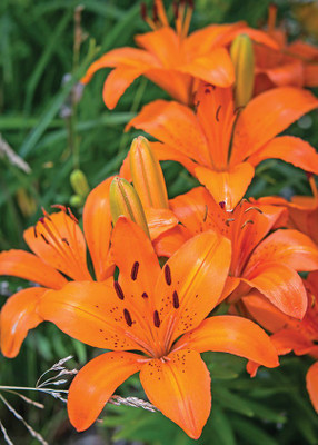 Audbhidhi Asiatic Lily Imported Flower Bulbs for Winter Season Seed(2 per packet)