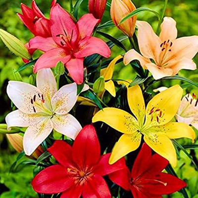Audbhidhi Asiatic Lily/Llilium Flower Bulb for Winter Season Seed(2 per packet)