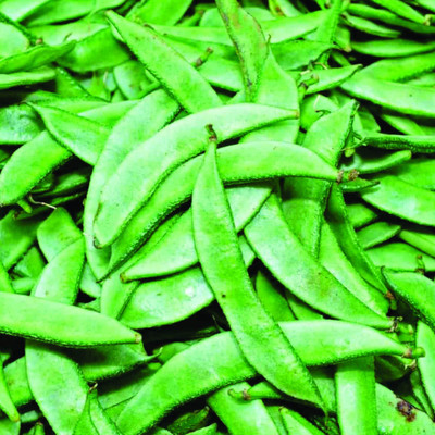 PLANTZON Dolichos/Broad Beans Seed(15 per packet)