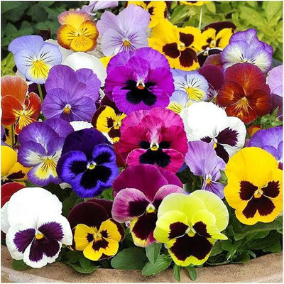 Audbhidhi Pansy Mixed Color Hybrid Flower Seeds for All Season Seed(200 per packet)