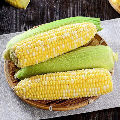 WILLVINE SYN -XVI Honey Select Hybrid Corn-[500g] Seed(2000 per packet)