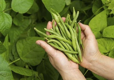 Avysa Organic French Beans Seed(250 per packet)