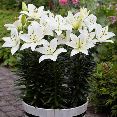 Audbhidhi Lilium/Asiatic lily Flower Seeds for Gardening Seed(10 per packet)