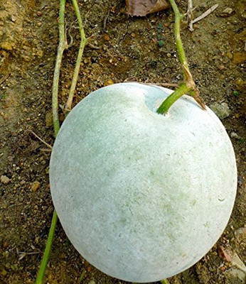 Aywal Ash Gourd Hybrid Mitahi Petha Seed(27 per packet)