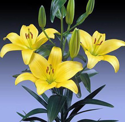 Audbhidhi Asiatic Lily (Yellow) Flower Plant Bulbs for All Season Home Gardening Seed(2 per packet)